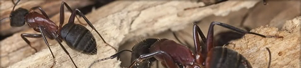 Close-up of ants on wood showing an active ant infestation in Nashville, TN