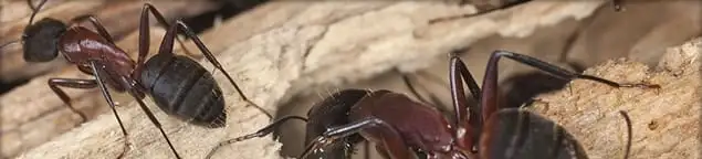 Close-up of ants on wood showing an active ant infestation in Nashville, TN