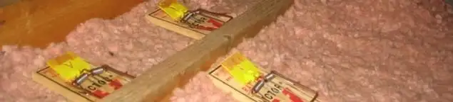 Mouse traps placed in an attic for rodent control in Nashville, TN