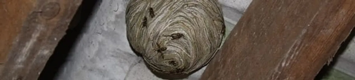 Wasp nest in an attic space, a common home infestation risk in Nashville, TN