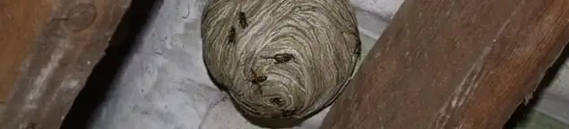 Wasp nest in an attic space, a common home infestation risk in Nashville, TN