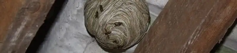 Wasp nest in an attic space, a common home infestation risk in Nashville, TN