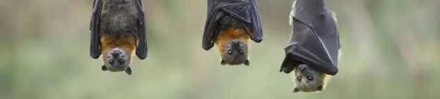 Bats roosting together, a common sign of a bat infestation in Nashville, TN