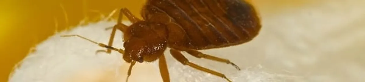 Close-up of a bed bug, a sign of an active infestation in Nashville, TN