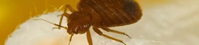 Close-up of a bed bug, a sign of an active infestation in Nashville, TN