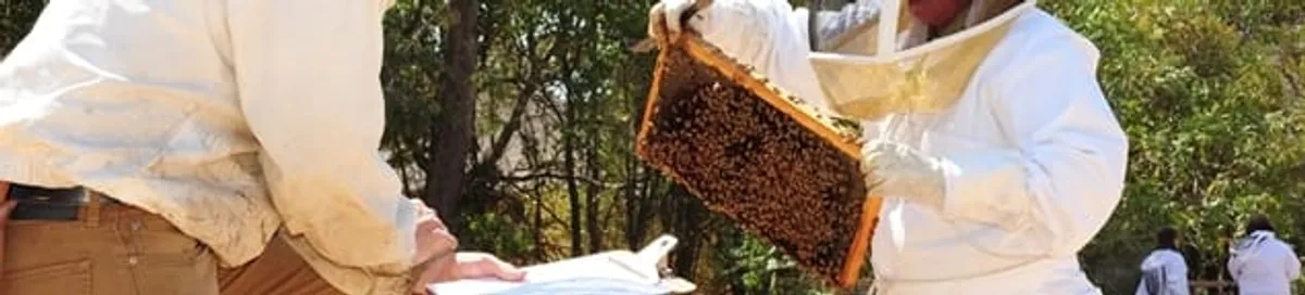 Bee removal specialists relocating a hive and honeycomb safely in Nashville, TN