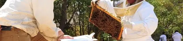 Bee removal specialists relocating a hive and honeycomb safely in Nashville, TN