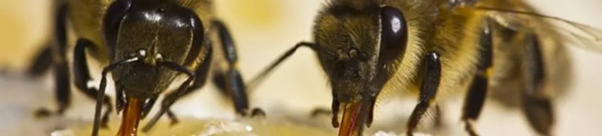 Close-up of honey bees, a sign of a nearby hive in Nashville, TN