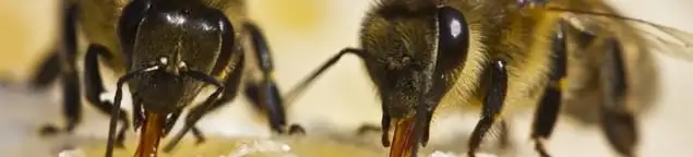 Close-up of honey bees, a sign of a nearby hive in Nashville, TN