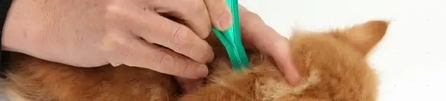 Flea treatment for pets using a flea comb, a sign of flea problems in Nashville, TN