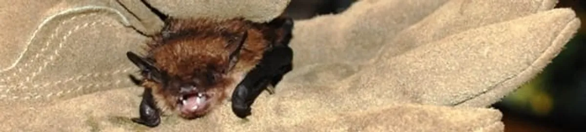 Bat removal specialist holding a bat safely during humane exclusion in Nashville, TN