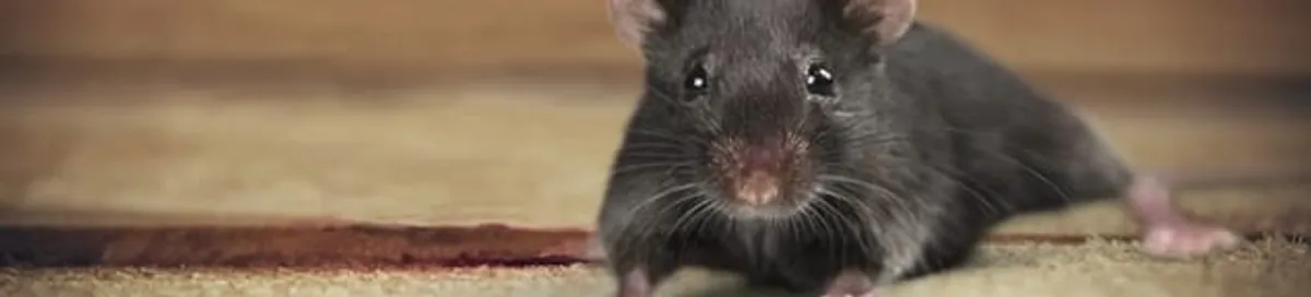 Mouse indoors, a common sign of a rodent infestation in Nashville, TN