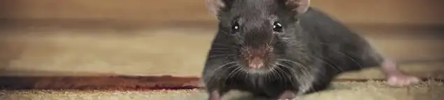 Mouse indoors, a common sign of a rodent infestation in Nashville, TN