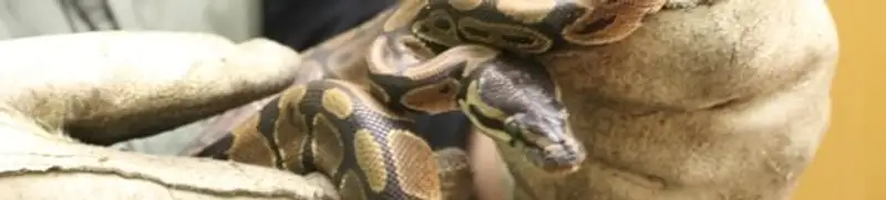 Snake removal specialist safely handling a snake with protective gloves in Nashville, TN