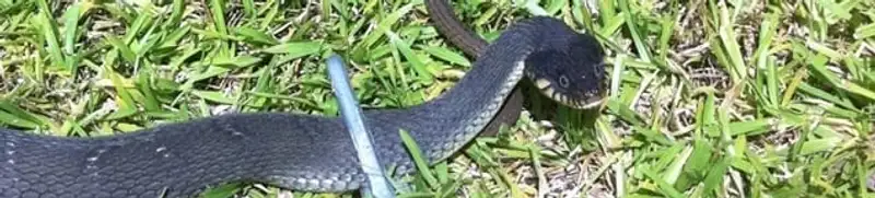 Snake in a yard, a common sign of a snake problem near a home in Nashville, TN