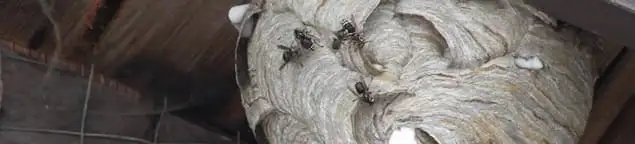 Close-up of a wasp nest with active wasps, a sign of an infestation in Nashville, TN