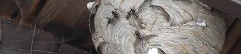 Close-up of a wasp nest with active wasps, a sign of an infestation in Nashville, TN